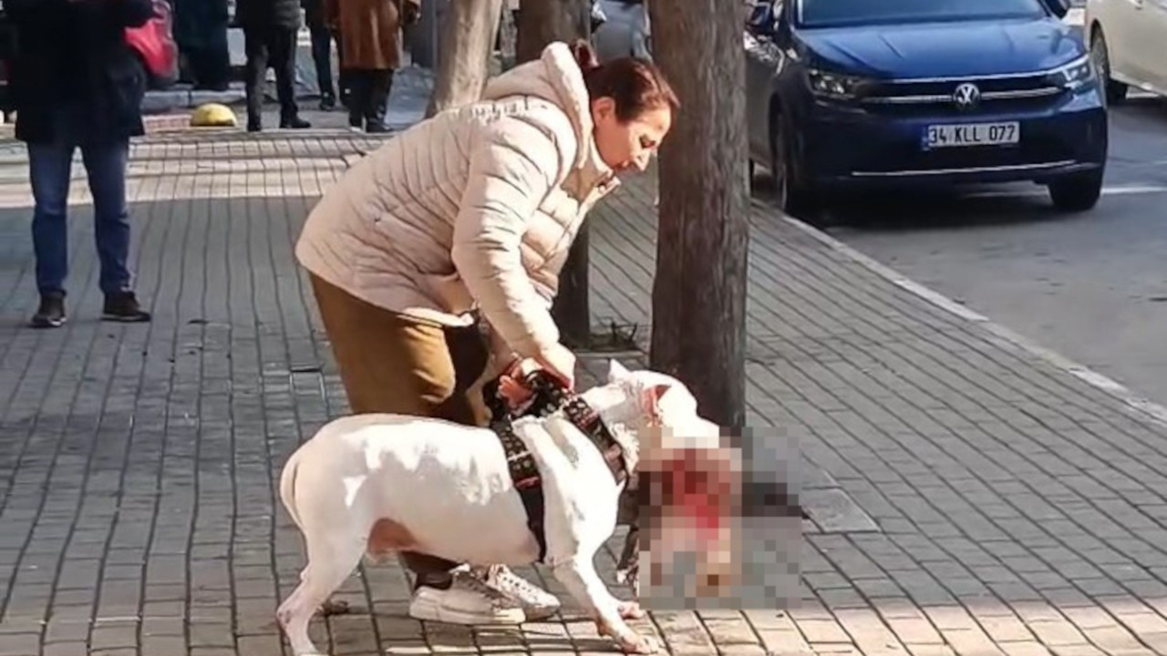 Avcılar’da kediyi öldüren pitbull cinsi köpeğin sahibi gözaltında